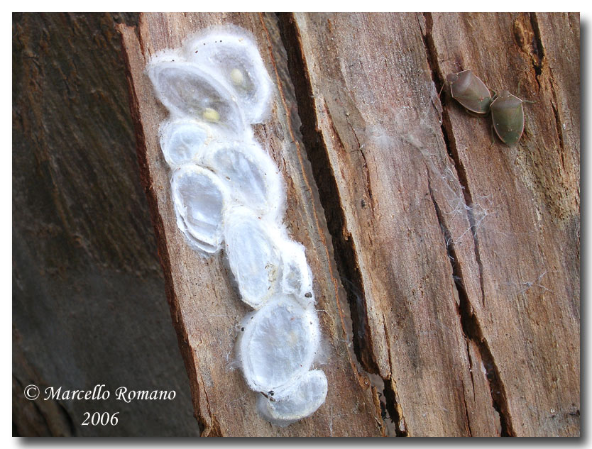 Anche i ragni d''inverno stanno vicini(Cheiracanthium mildei)